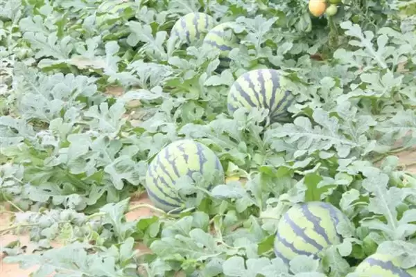 分析西瓜不易坐瓜原因的方法和重点？探究西瓜不易坐瓜要做好哪些细节？插图6