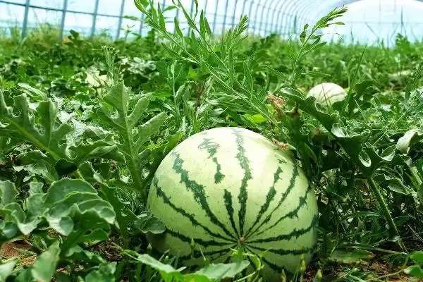 解决雨水多西瓜烂叶问题的方法和重点?应对雨水多西瓜烂叶要做好哪些细节?插图1 解决雨水多西瓜烂叶问题的方法和重点?应对雨水多西瓜烂叶要做好哪些细节?插图1