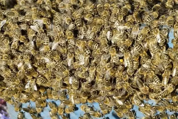 蜜蜂白垩病的防治方法，可换箱换脾或使用药物防治插图1