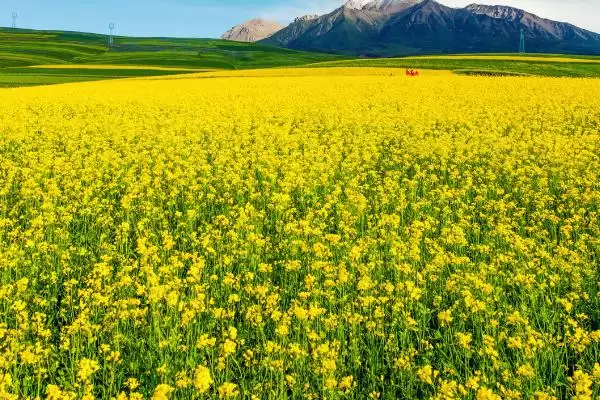 新手如何培育蜂王，育王条件包括气候和蜜源插图2