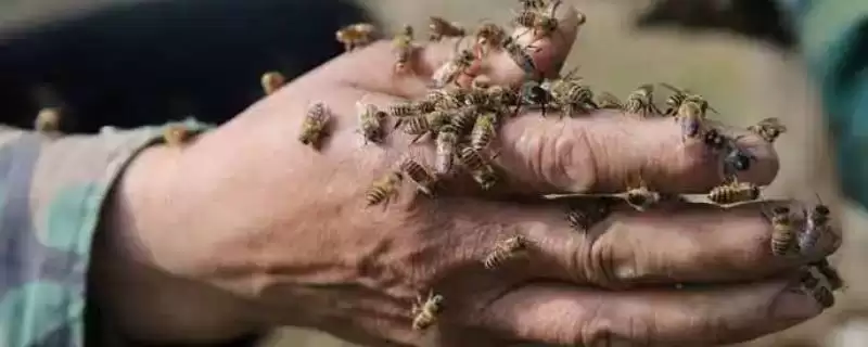 被蜜蜂蛰了怎么处理，要立刻远离蜂巢以免再次被蛰-会东网