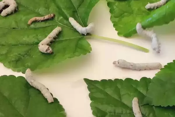 养蚕注意事项的方法和重点？养蚕注意事项要做好哪些细节？插图10