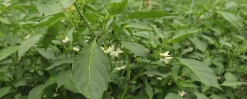 辣椒开花结果期的施肥种类 ,辣椒开花结果期为何用磷钾肥？-会东网