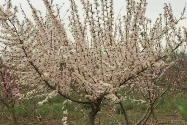 梨树花多果少的原因，可能是氮肥偏多或排水授粉欠缺插图1