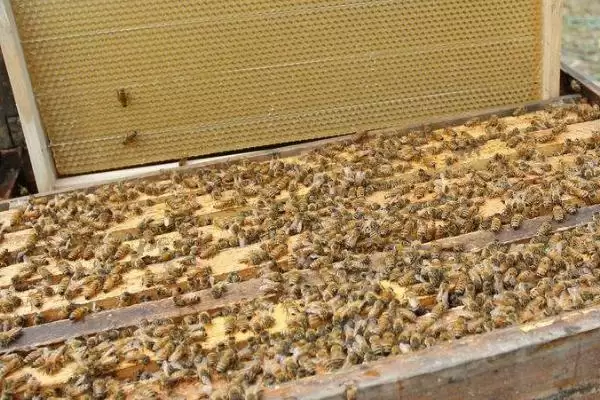 蜜蜂夏季管理技术，应适时进行奖励饲喂插图2
