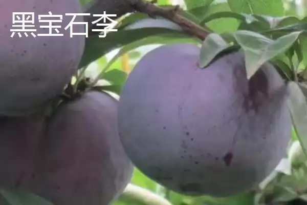 最大的李子品种，目前我国最大李子品种是黑巨王李子插图6