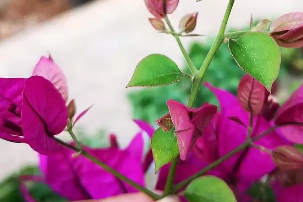 三角梅枝干枯了会不会死？判断三角梅枝干枯是否死亡要注意什么？插图1