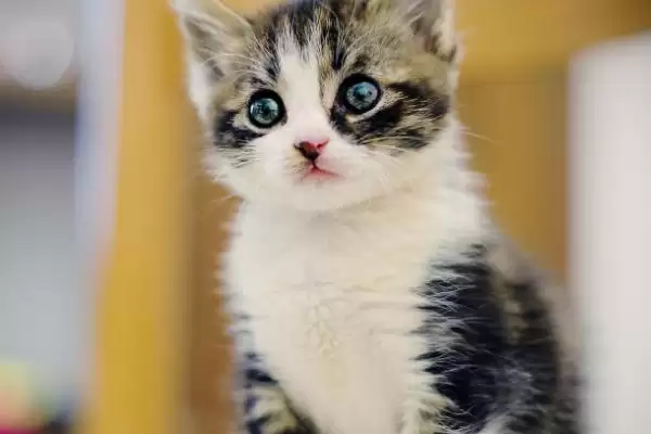 猫咪身体有寄生虫该怎么办 ,猫咪有寄生虫需及时使用驱虫药插图2 猫咪身体有寄生虫该怎么办 ,猫咪有寄生虫需及时使用驱虫药插图2