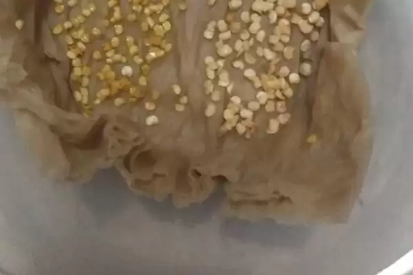 辣椒籽的直接种植问题 ,辣椒籽直接种植后如何保持湿度？插图3