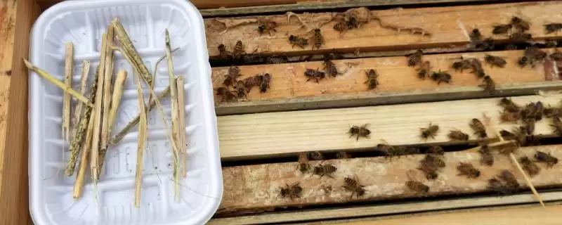 奖励饲喂方法介绍，目的是刺激蜂王产卵-会东网