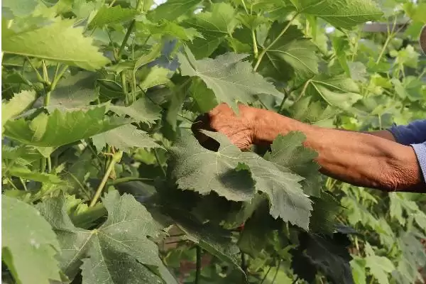 修剪葡萄的方法和重点？修剪葡萄要做好哪些细节？插图3