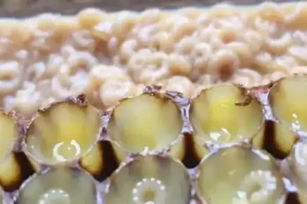 蜂王幼虫吃什么食物，蜂王幼虫吃蜂王浆插图4