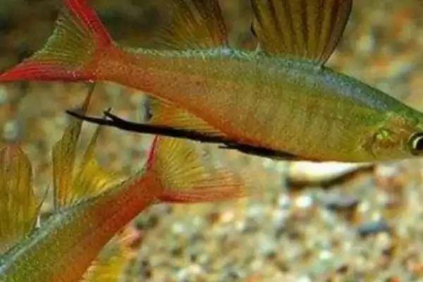 马达加斯加彩虹鱼好不好养 ,马达加斯加彩虹鱼饲养难不难插图1