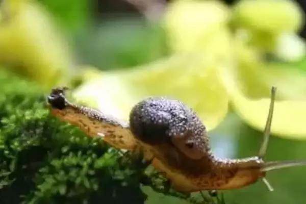 了解蜗牛天敌的方法和重点？探寻蜗牛天敌要做好哪些细节？插图3