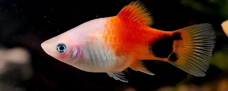 米奇鱼会出现吃小鱼的情况吗 ,米奇鱼饥饿时会出现吃小鱼的情况-会东网