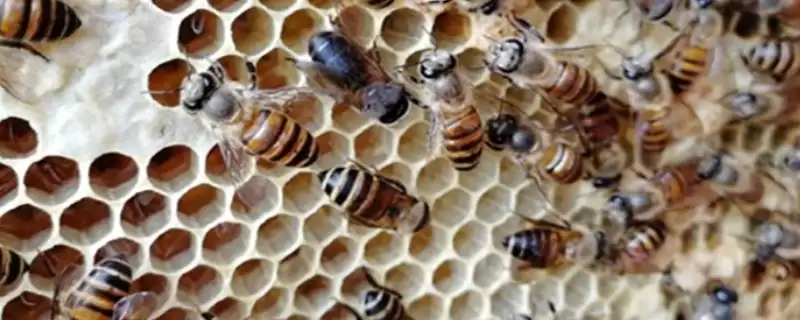 蜜蜂常见病虫害和防治方法，常见的病虫害有囊状幼虫病、爬蜂病、白垩病-会东网