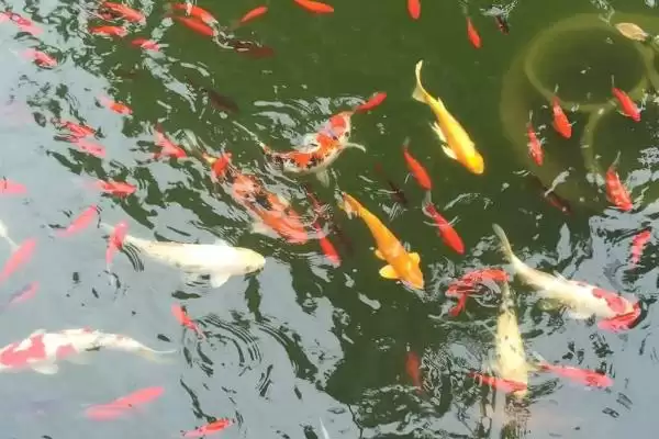 锦鲤的睡眠情况 ,锦鲤这种鱼会不会睡觉呢插图3