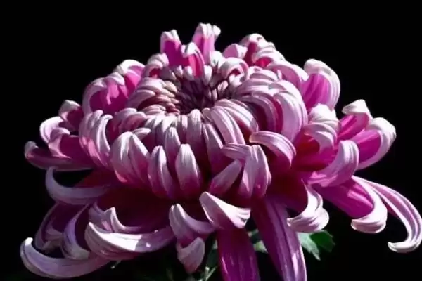 菊花夏天的放置问题 ,夏天菊花放外面要做哪些防护呢？插图1