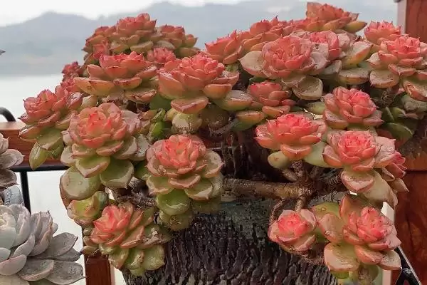 夏季养蜡牡丹的方法和要点？夏季养殖蜡牡丹要掌握哪些关键步骤？插图5
