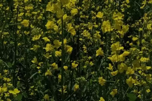 中国十大蜜源植物，花期持续时间长短不一插图1