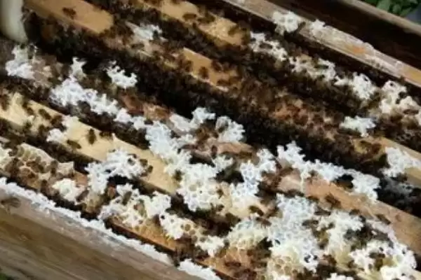 养蜂如何避免蜂王外逃，可安装防逃片或使用囚王笼插图3