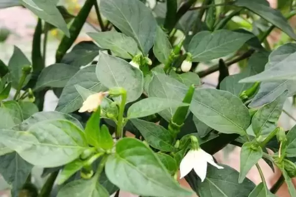 辣椒的生长周期 ,辣椒从现蕾到坐果需多久时间？插图3