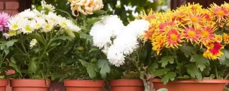 菊花夏天的放置问题 ,夏天菊花放外面要做哪些防护呢？-会东网