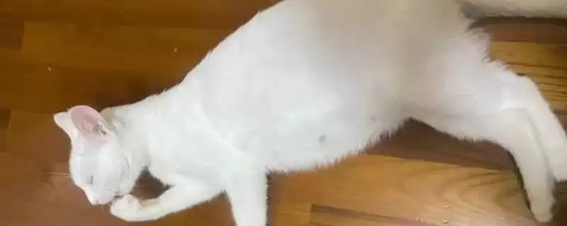 猫传腹的症状有哪些表现 ,猫传腹初期有何症状-会东网