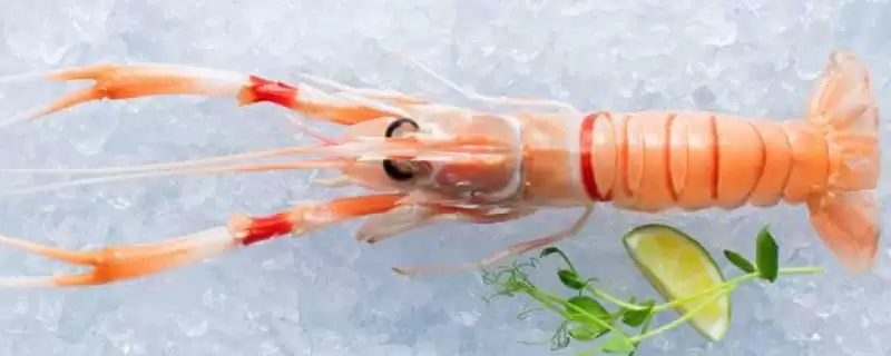 南极小龙虾的神秘世界：生活在150-650米深海域的奇妙生物-会东网