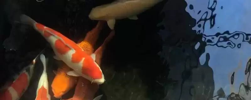 锦鲤的睡眠情况 ,锦鲤这种鱼会不会睡觉呢-会东网