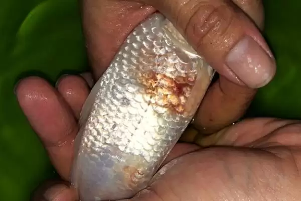 锦鲤烂鳞烂肉的原因 ,锦鲤烂鳞烂肉由什么引起的插图1