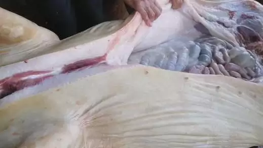 生猪屠宰的方法和重点？养猪要做好哪些屠宰前准备细节？插图6
