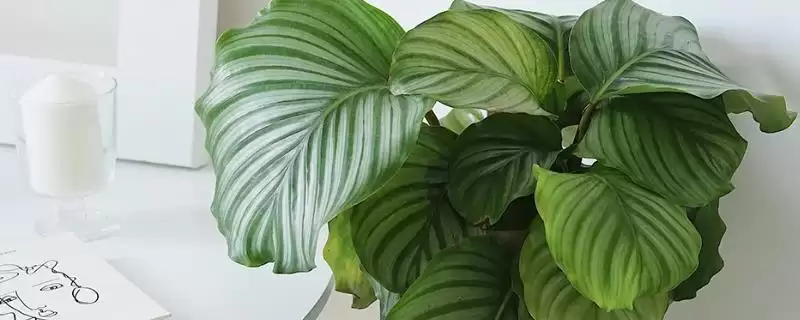 怎样养苹果竹芋长得快，最好将其置于半阴环境中-会东网