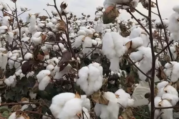 新疆胡杨河市特产的要点和解读？了解胡杨河市特产需关注哪些关键信息？插图1
