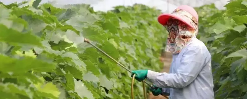 葡萄补钙方法全解：喷施或淋施钙肥的操作要点-会东网