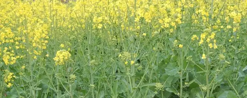 春季怎么对油菜施肥，苗势弱的地块要重施肥料-会东网