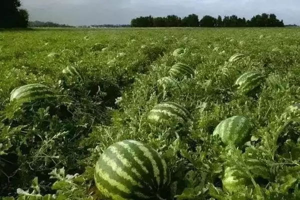好吃的水果有哪些，常见的有丑橘、冰糖心苹果、雪莲果等插图8