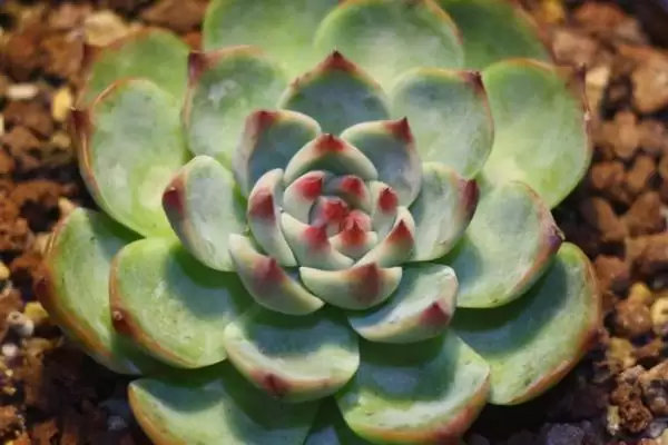 新手必看！姬胧月、虹之玉、冬美人等易养多肉植物推荐插图7