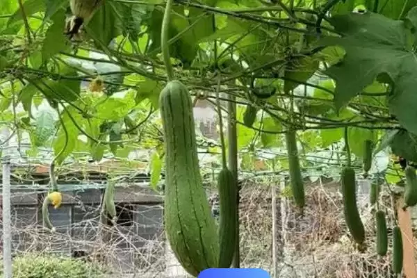 夏季丝瓜种植注意事项的方法和重点？夏季种丝瓜要做好哪些细节？插图4