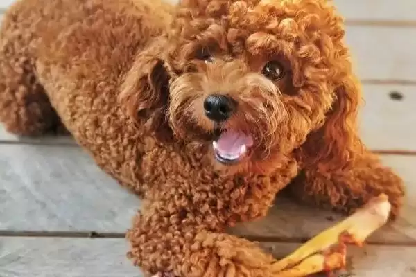 买泰迪狗有哪些注意事项 ,买泰迪狗首先要看什么证插图2