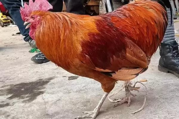 计算散养土鸡成本的方法和重点？养鸡要做好哪些成本核算？插图13