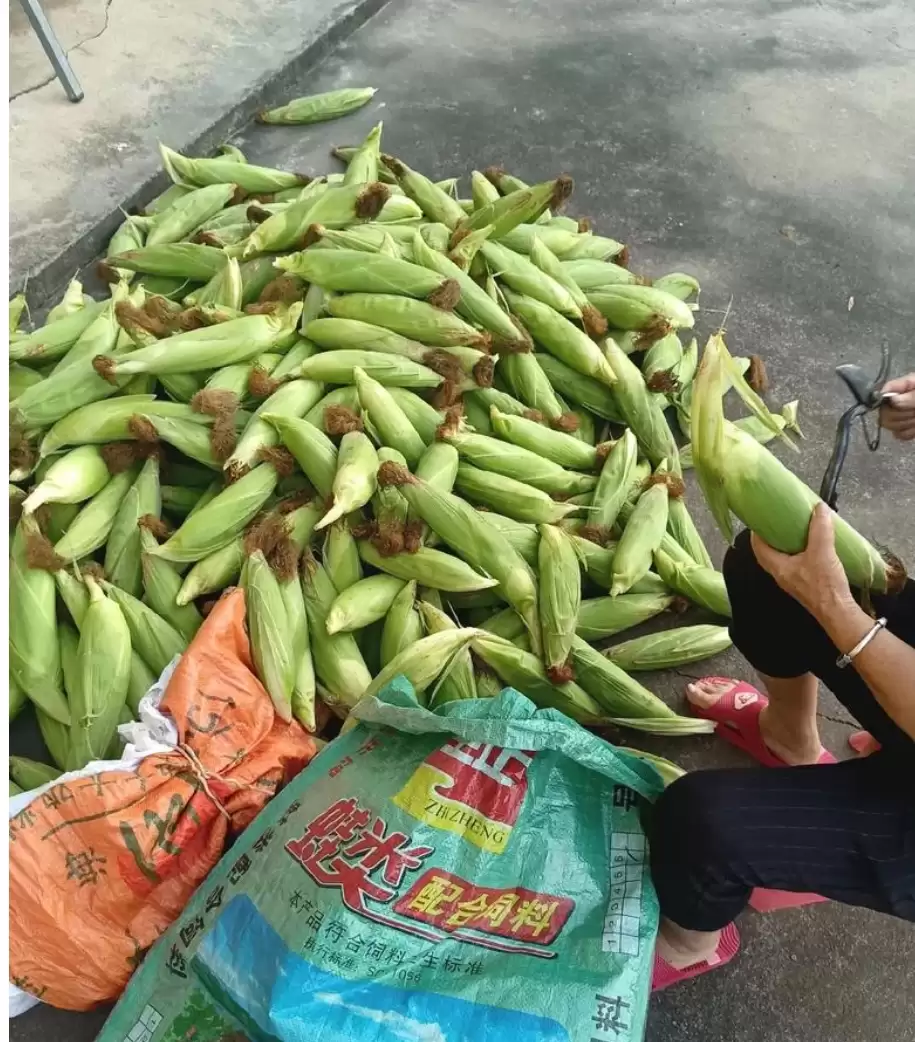 玉米种植全攻略：从选种到丰收的智慧插图2