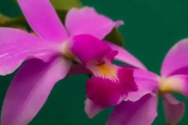 卡特兰的养殖方法 ,卡特兰春芽刚生时如何换盆呢？插图4