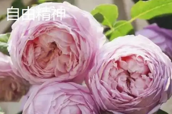 认识月季品种的方法和重点？认识月季品种要做好哪些细节？插图4