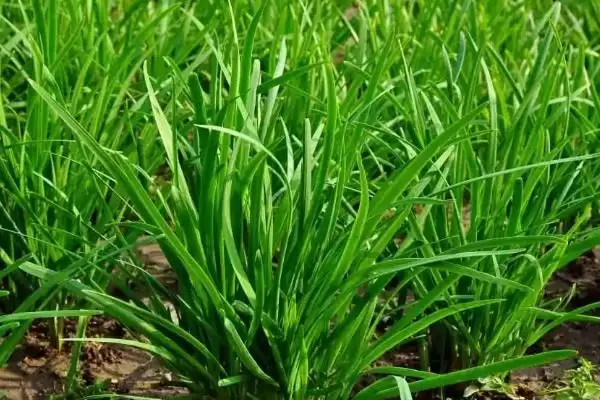 韭菜的种植时间 ,韭菜在哪些季节可以进行播种呢？插图3