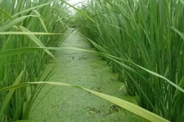 茭白高产的种植方法 ,怎样种植茭白才能实现高产插图3