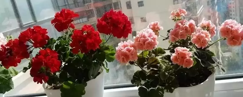 天竺葵的养护方法？养护天竺葵要掌握哪些从光照、浇水到施肥的要点？-会东网