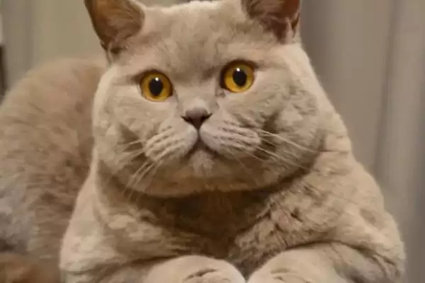 猫咪发腮好还是不好 ,猫咪发腮仅影响体型和外表插图2 猫咪发腮好还是不好 ,猫咪发腮仅影响体型和外表插图2