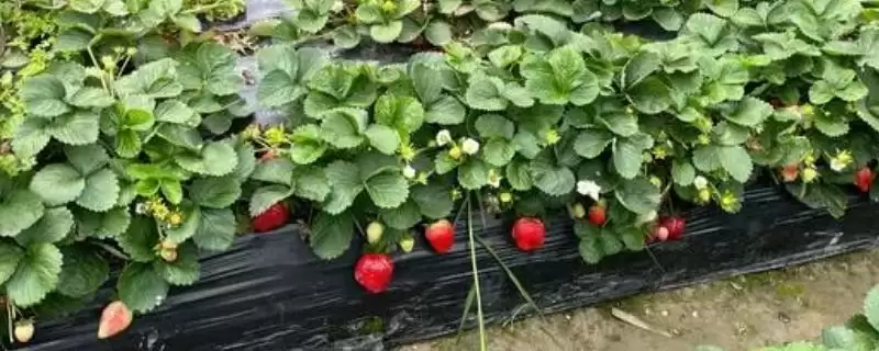 四季草莓种植技术，一般在春季或秋季栽植-会东网