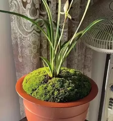 兰花的种植方法 ,兰花种植前消毒杀菌有何重要性？插图1